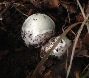 Death Cap Egg